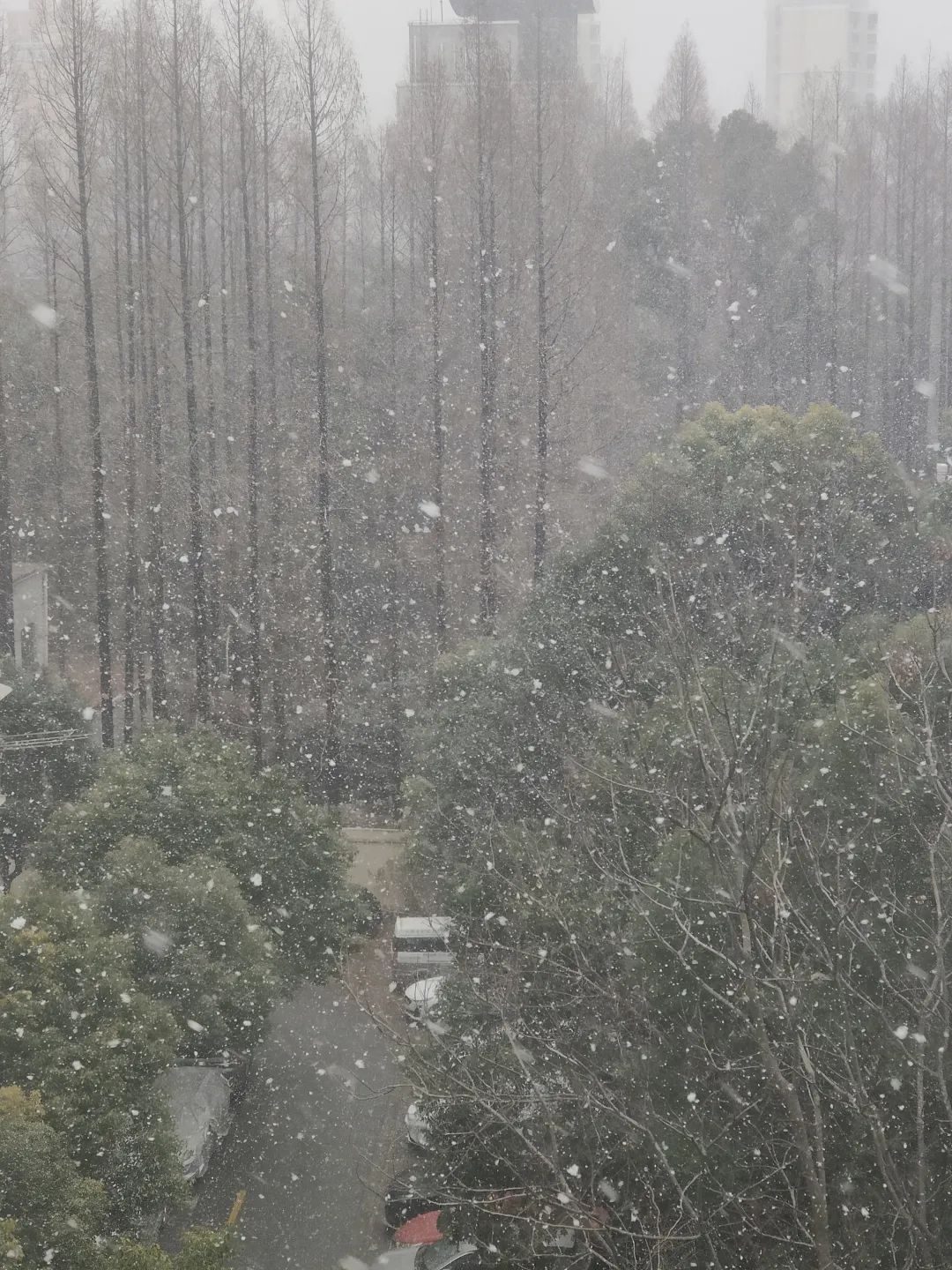 北京下雪啦！今天的景山公园是这样的