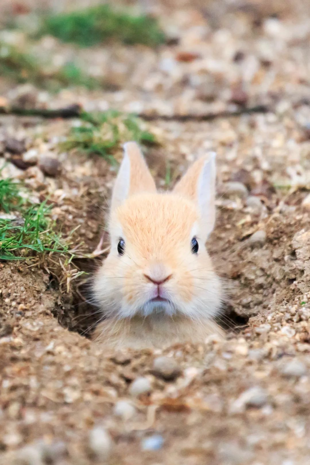 什么？兔子最爱吃的竟不是胡萝卜..._上观新闻