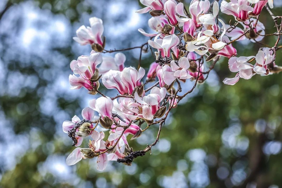 "早春信使"悄然绽放,望春玉兰惊艳辰山植物园