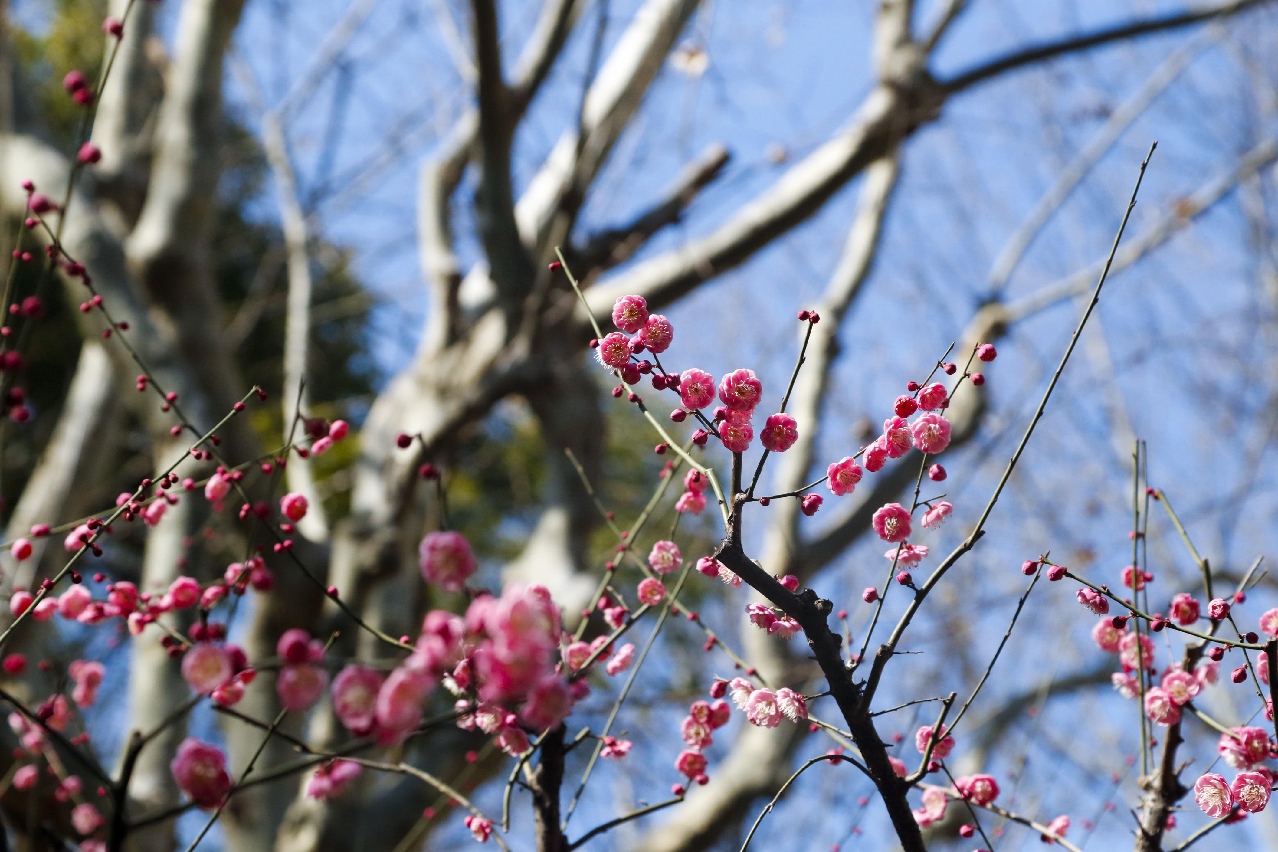 影像故事梅景如画春天的氛围感拉满了