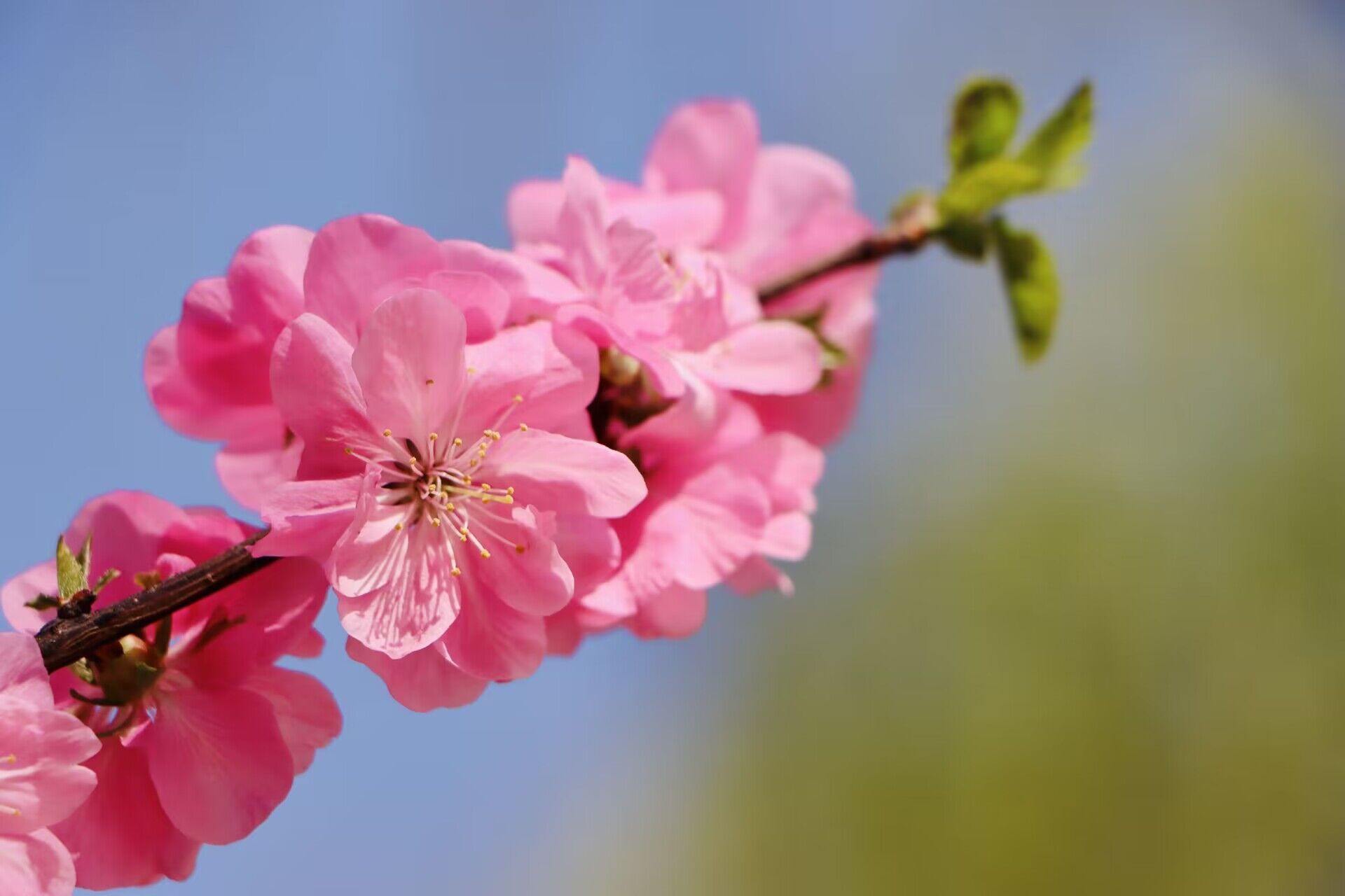 组图丨杂花生树