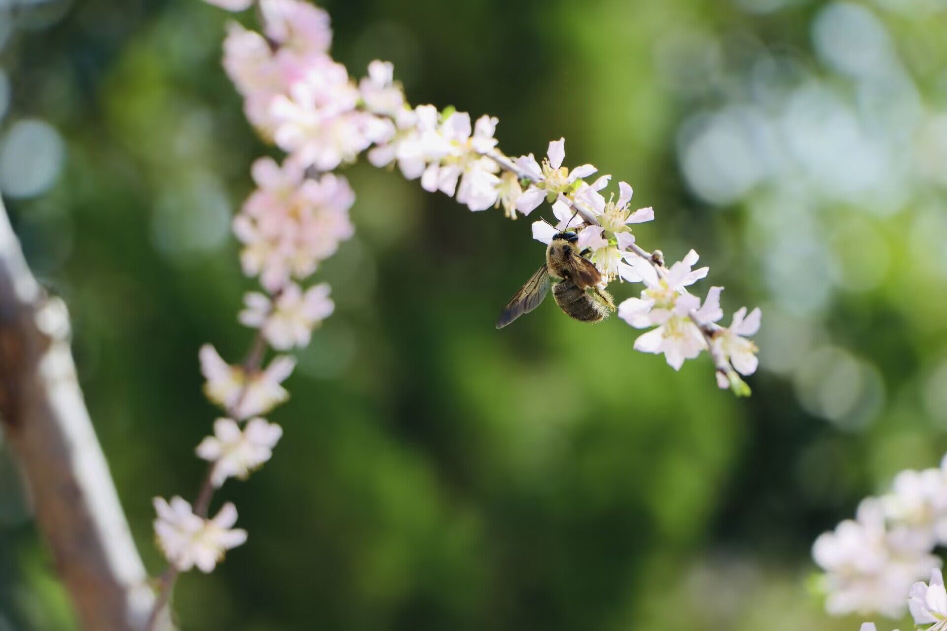 组图丨杂花生树