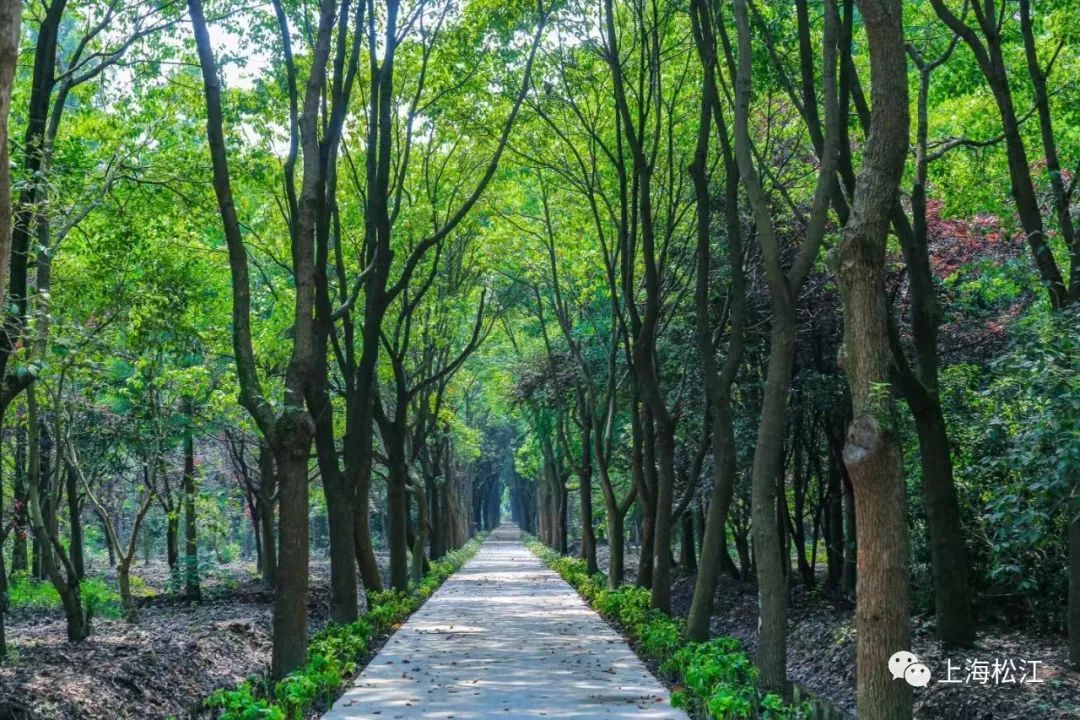 “走不进的密林”变“可穿行的绿洲”,松江今年建设9个开放休闲林地