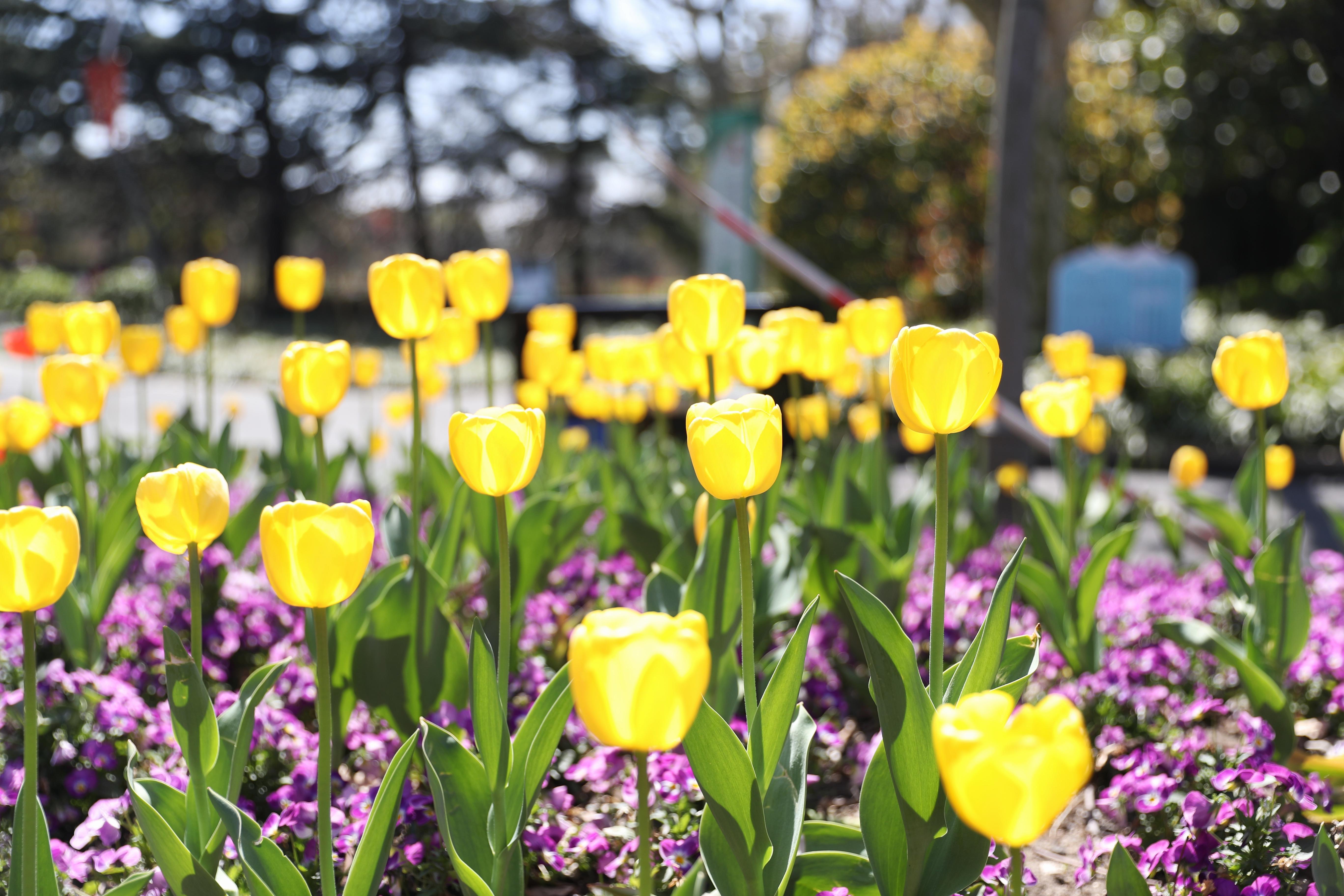 遇见春天丨这个邻近卢浦大桥的公园郁金香亭亭玉立优雅动人