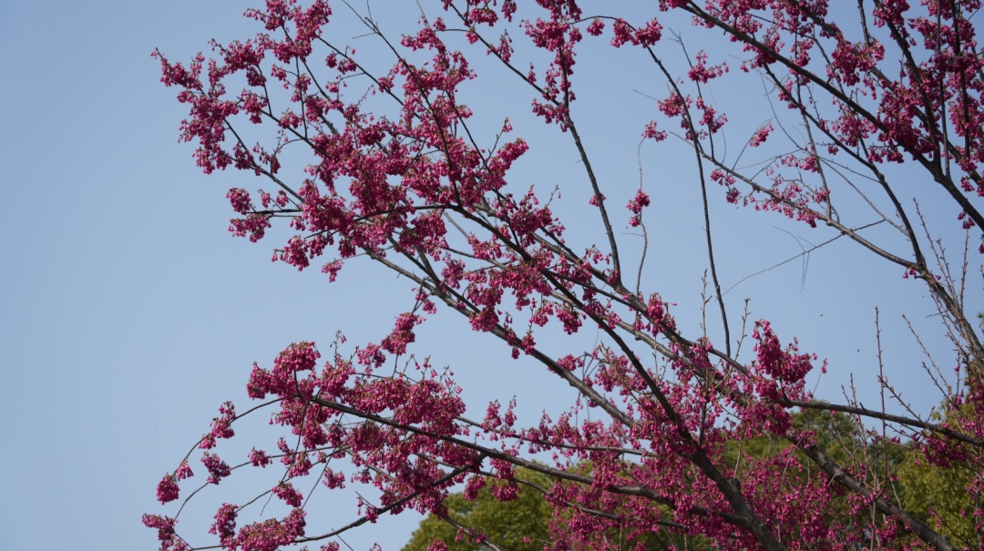 大片福建山樱花盛开了快去中兴公园感受春色