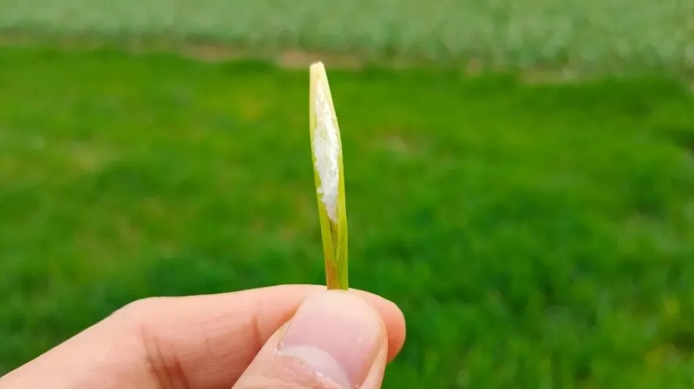 【宁品读】儿时的零食"茅针"