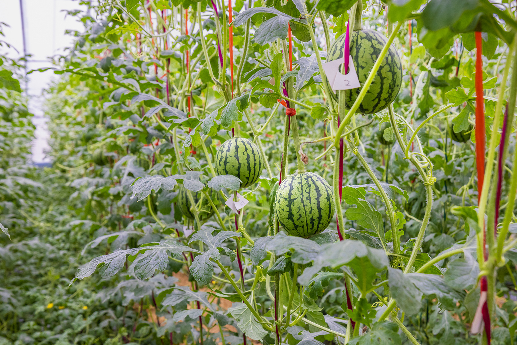 西瓜成了"绿糖丸"