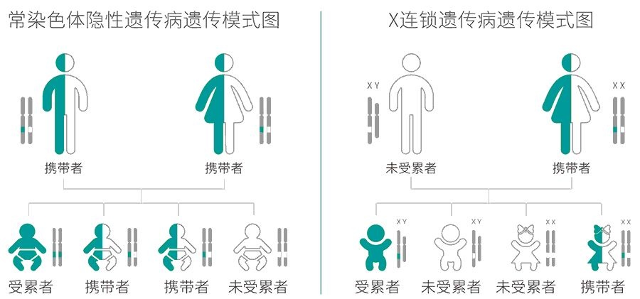 常染色体隐性智力发育障碍（Autosomal Recessive Intellectual Developmental Disorder