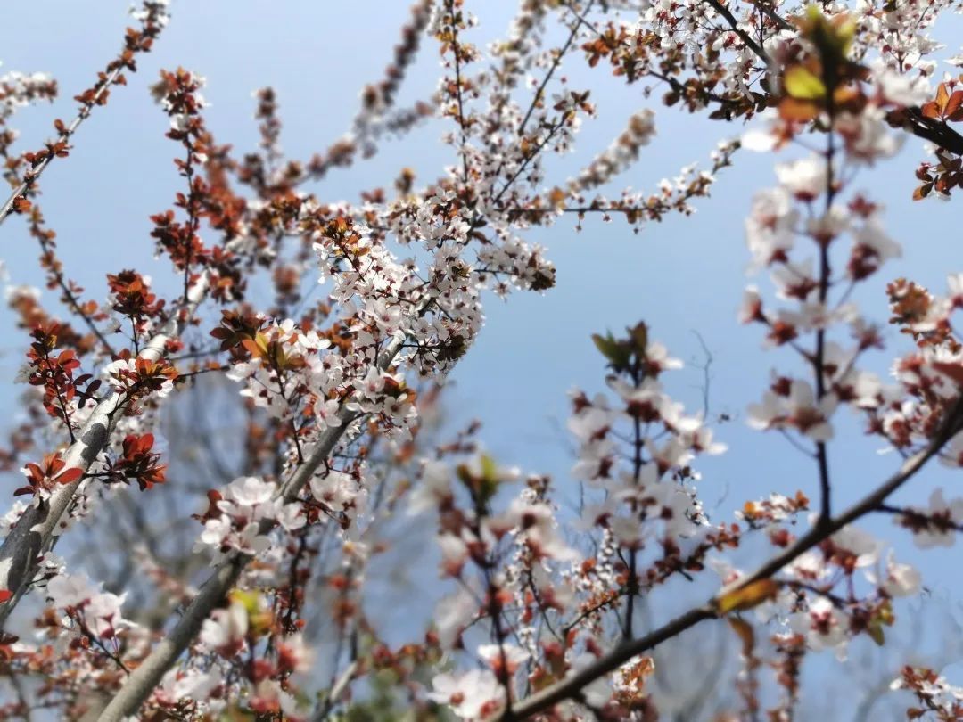 红叶李迎春怒放，来宝山这里休闲赏花吧~