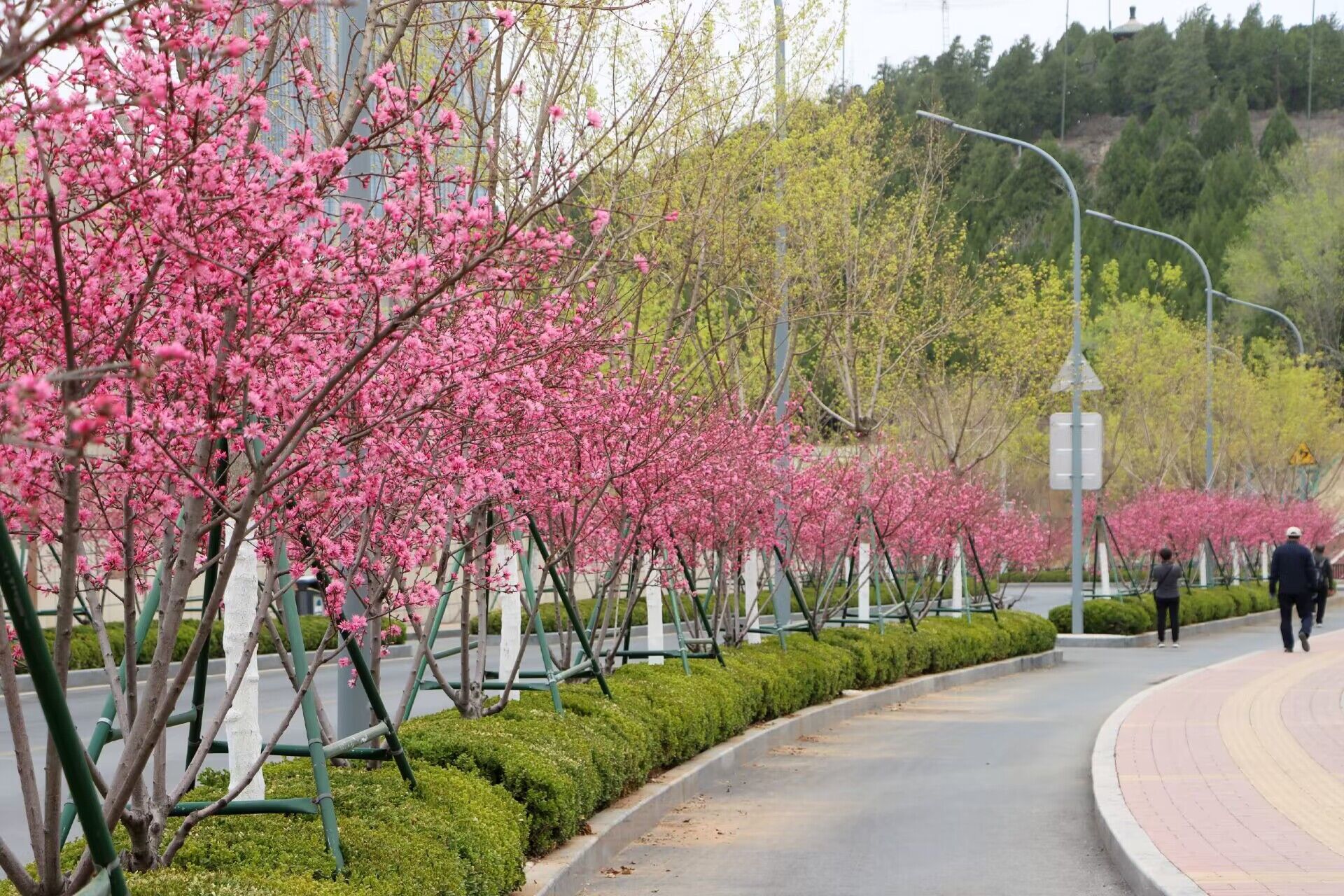 荆山花园图片