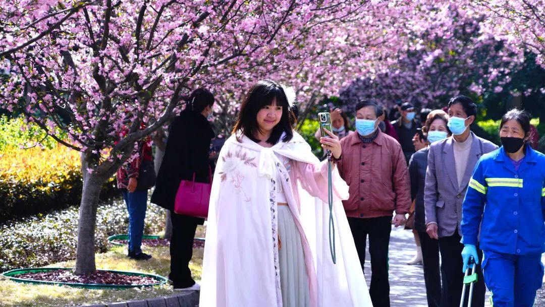 红海棠花（四季海棠花的养殖方法） 第3张