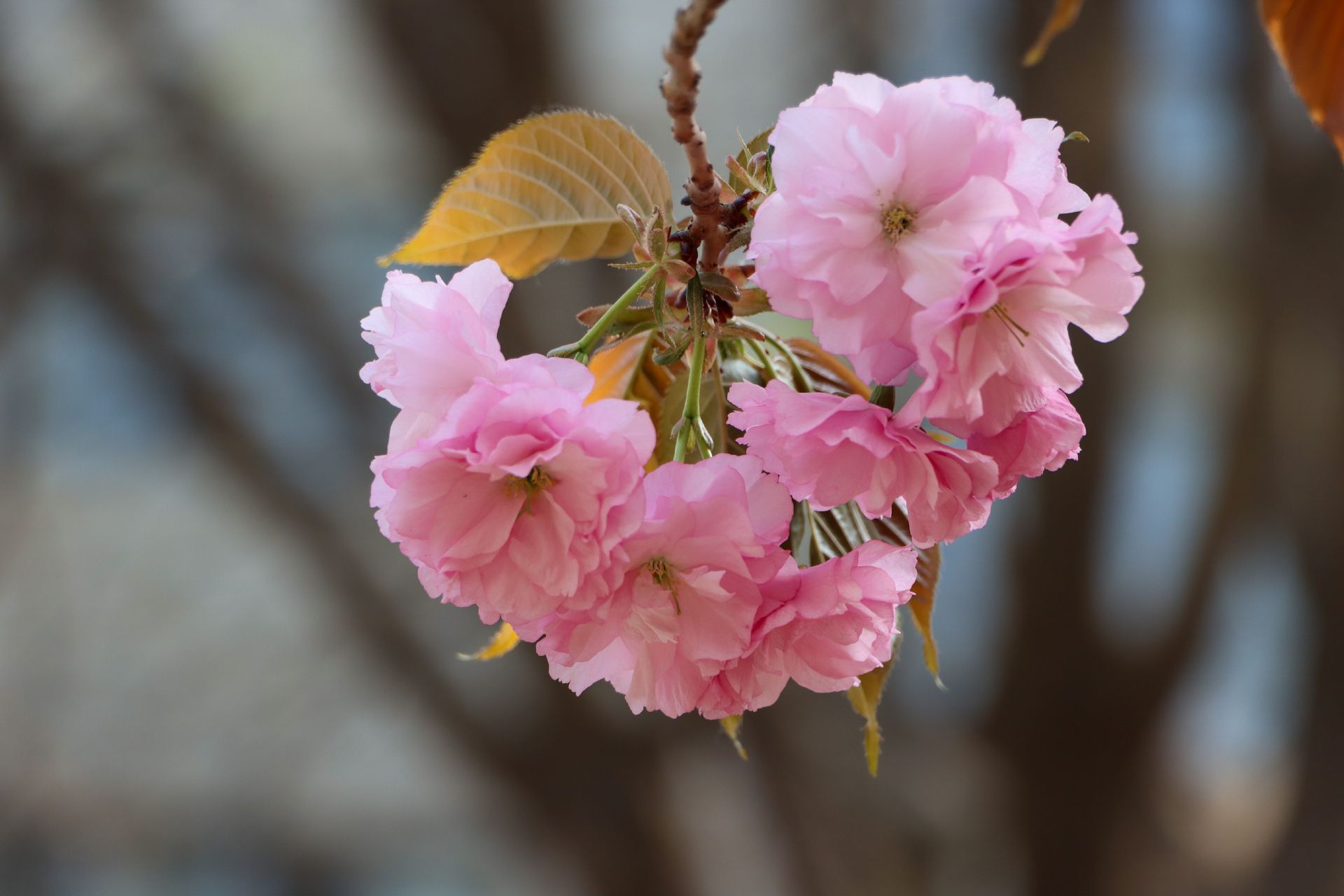 组图丨樱花盛开花团锦簇