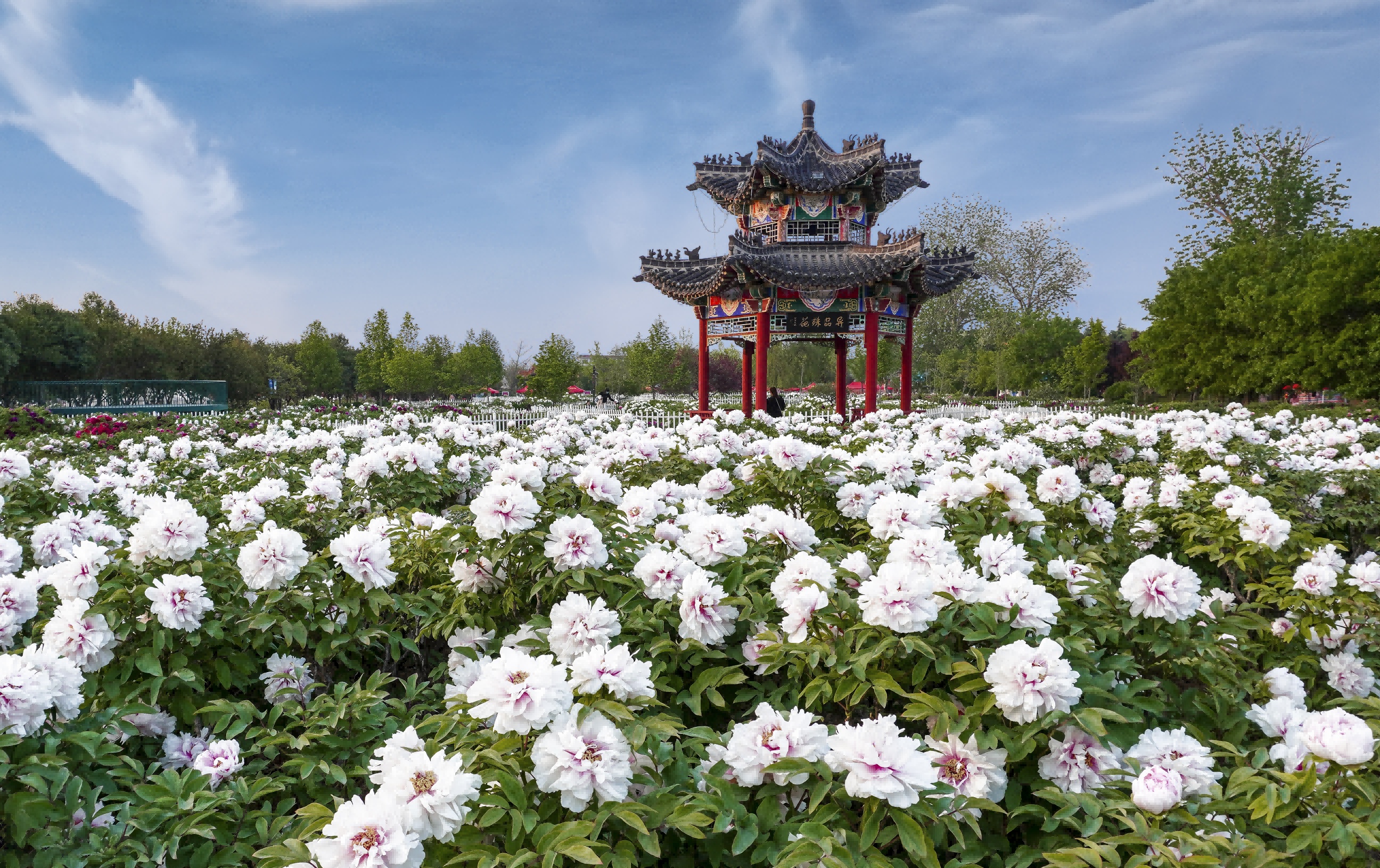 【携程攻略】菏泽曹州牡丹园景点,最大的一个牡丹园，60岁以上免票，花比较多，也好看。