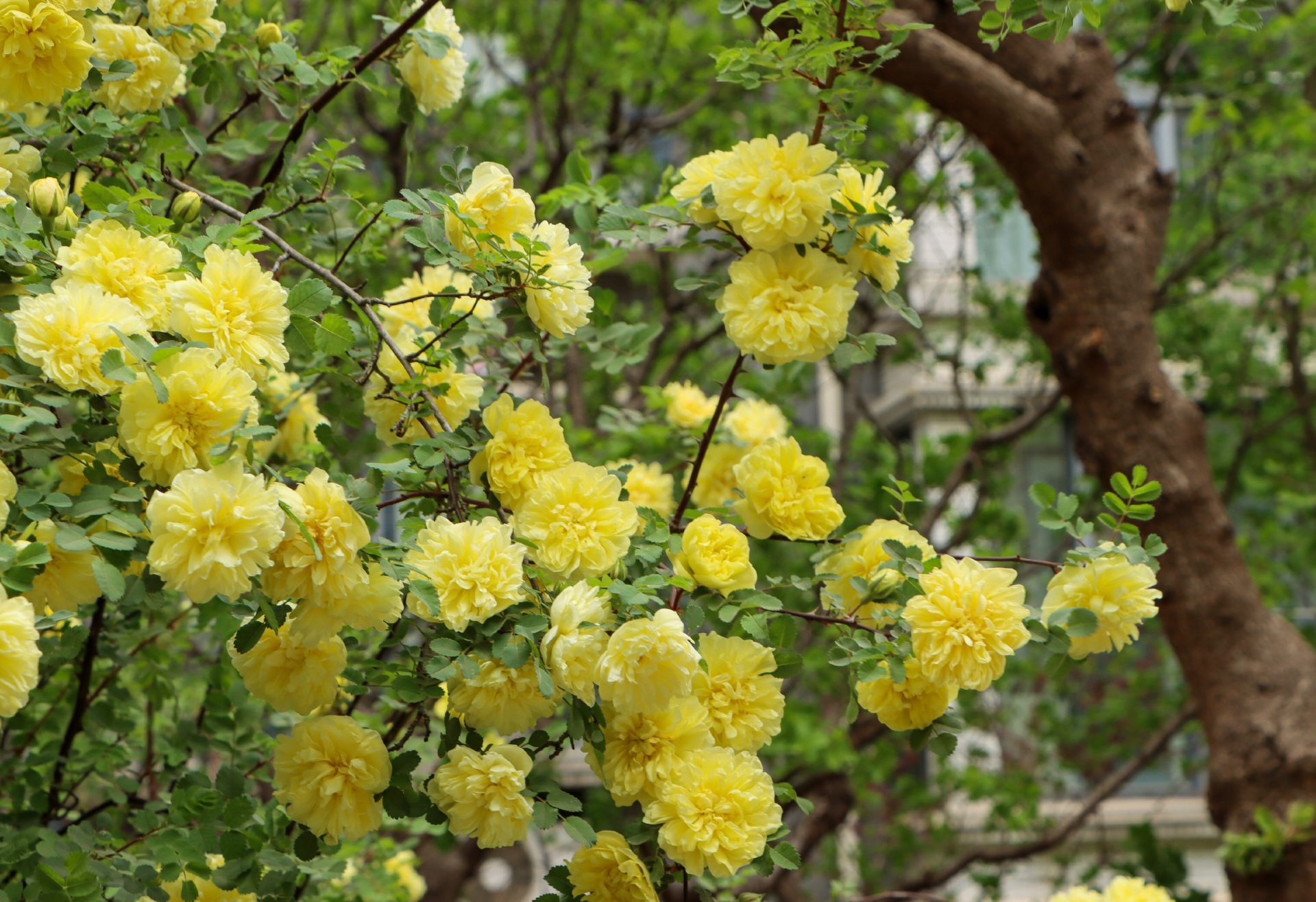 组图重瓣黄刺玫