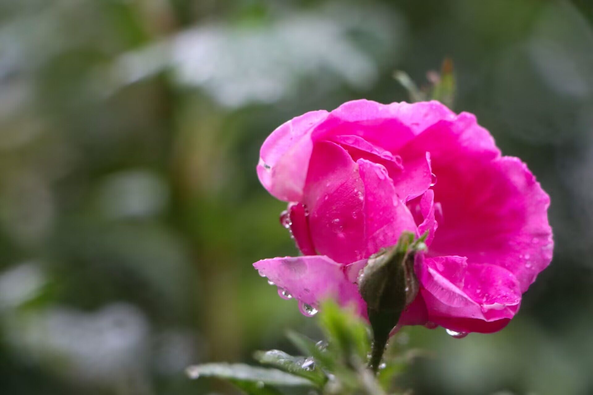 组图春雨滋润百花更显娇艳