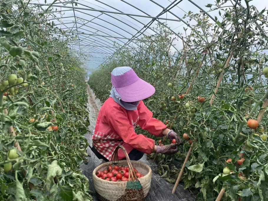 蕃茄种子（蕃茄种子怎么催芽） 第3张