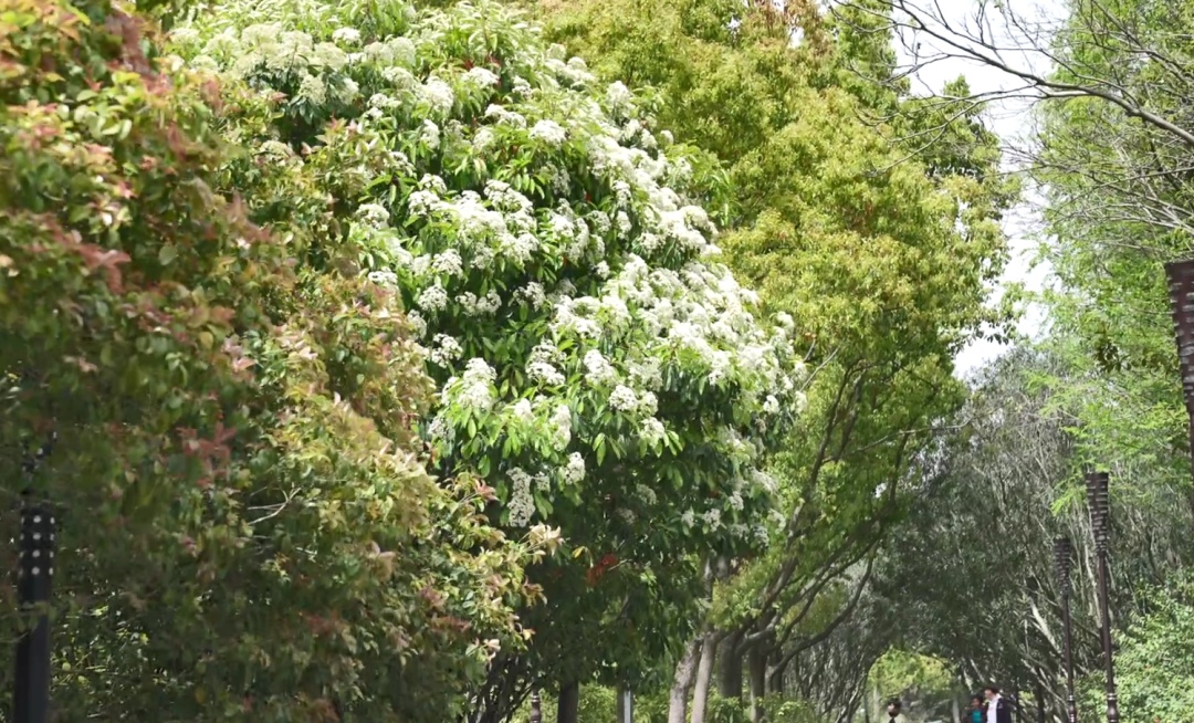 觀賞價值高,而且石楠葉片大,四季常綠,有降塵和稀釋有毒氣體的功效,還