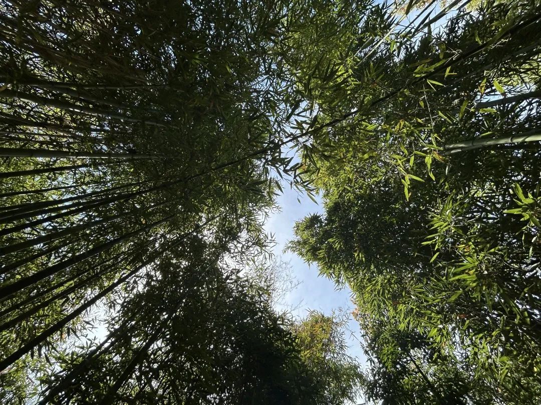 春光正好来青浦竹博园挖掘春天的味道