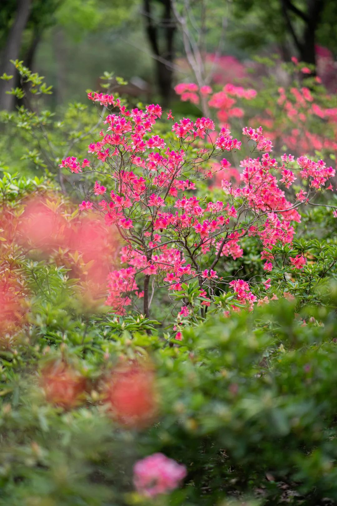 冰球突破既要参天大树也要万木竞秀