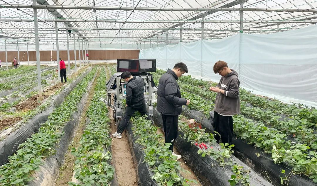 文章详情>试验基地内,配置双机械臂的草莓采摘机器人在技术人员操作下