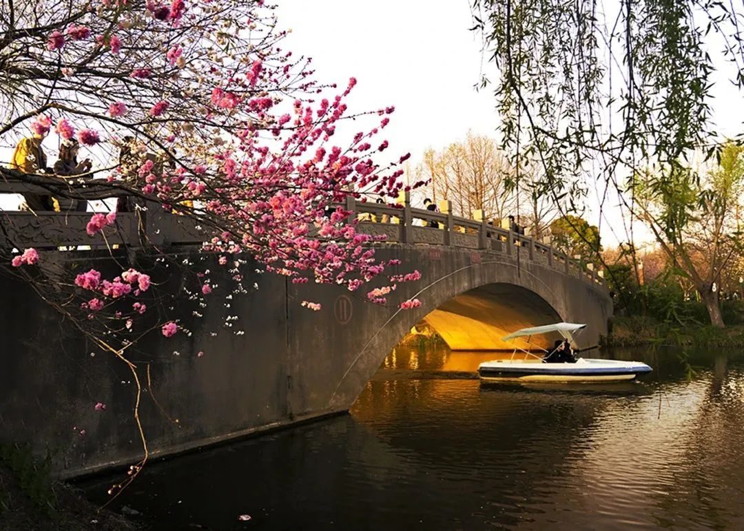 武汉摄影师：待疫情过去，想去拍武大的樱花