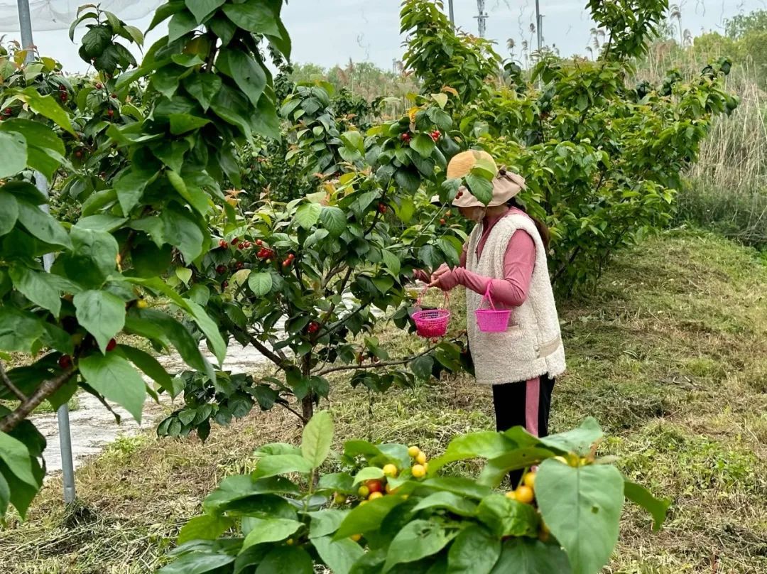 蒋玲丽表示,由于樱桃的成熟采摘期较短,前后不过10天