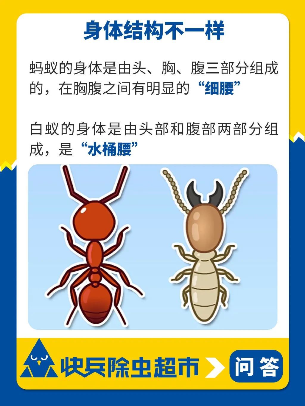 上海人最怕的飞虫已蠢蠢欲动？该如何防治？_上观新闻