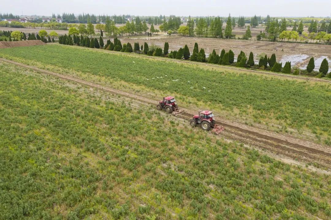 崇明13万亩绿肥陆续翻耕