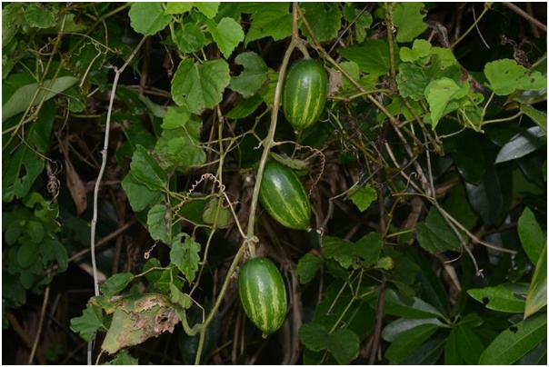 立夏至王瓜生王瓜是个什么瓜小叶子涨植识