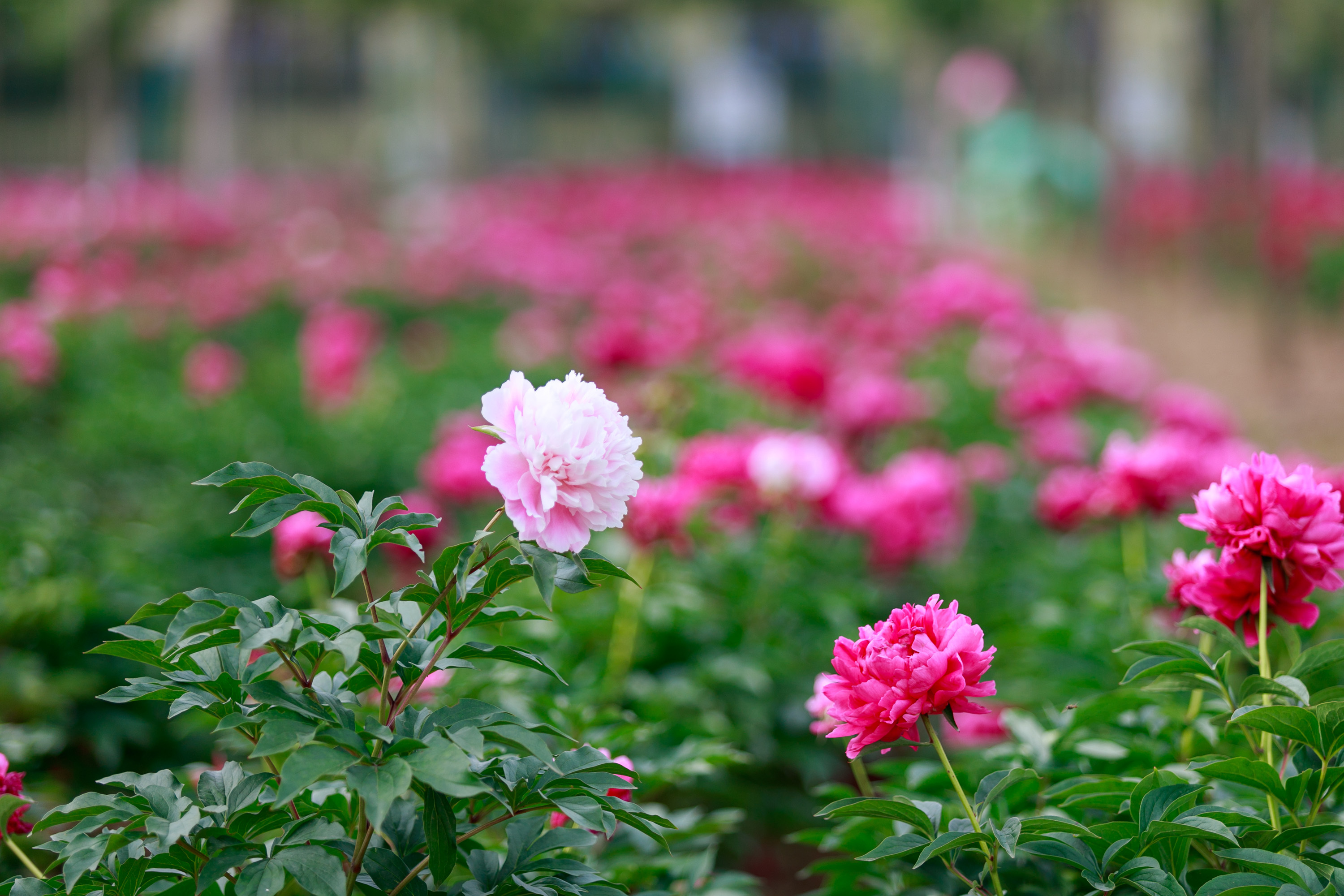 组图丨 滕州:芍药花开