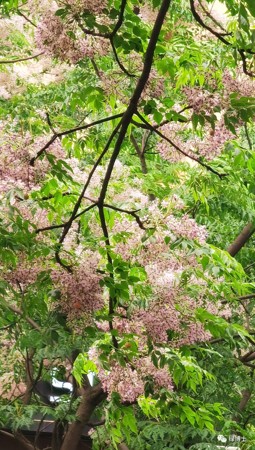 分享chinatree苦楝花开嗅一抹淡淡的清香