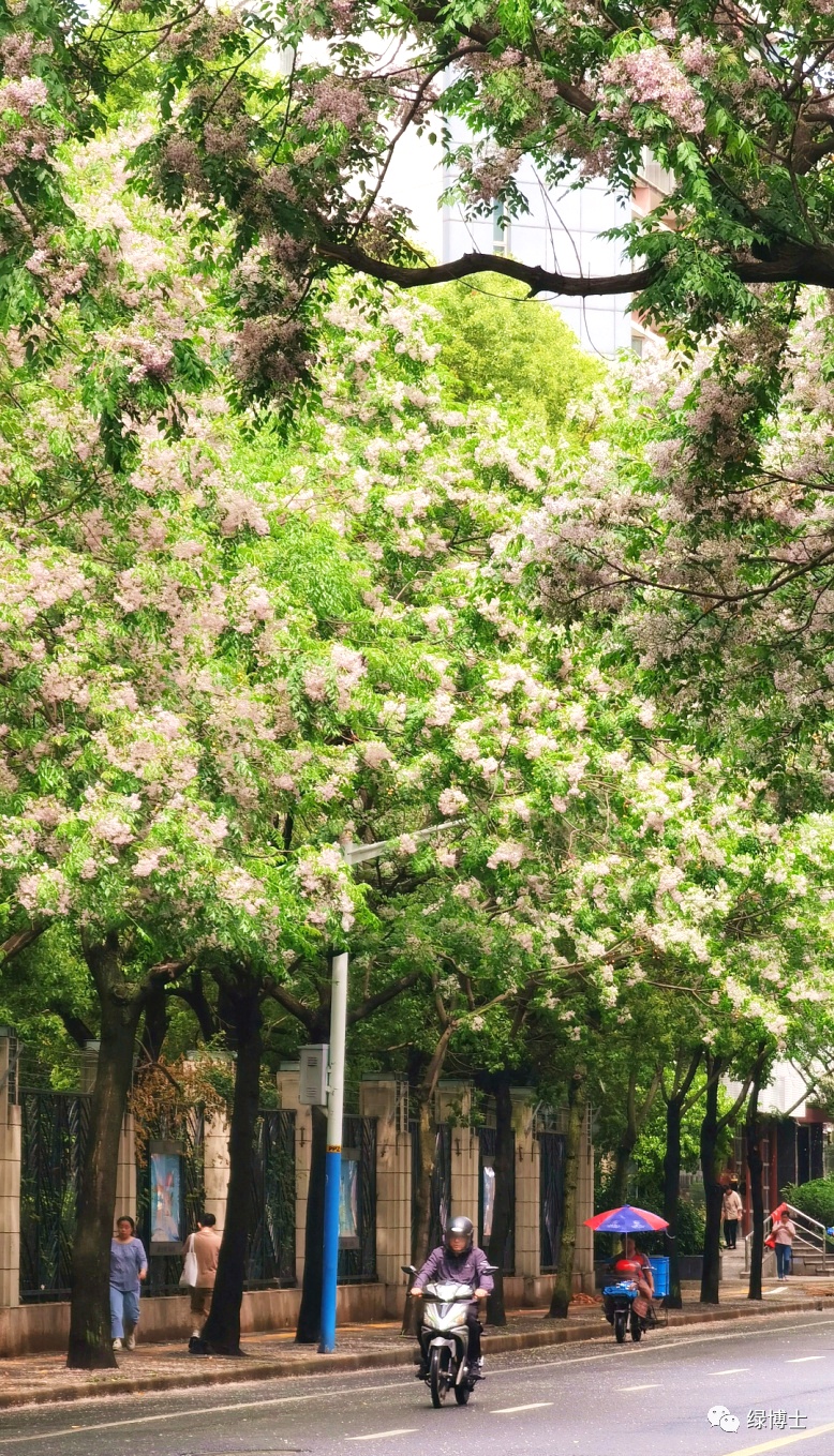 分享chinatree苦楝花开嗅一抹淡淡的清香