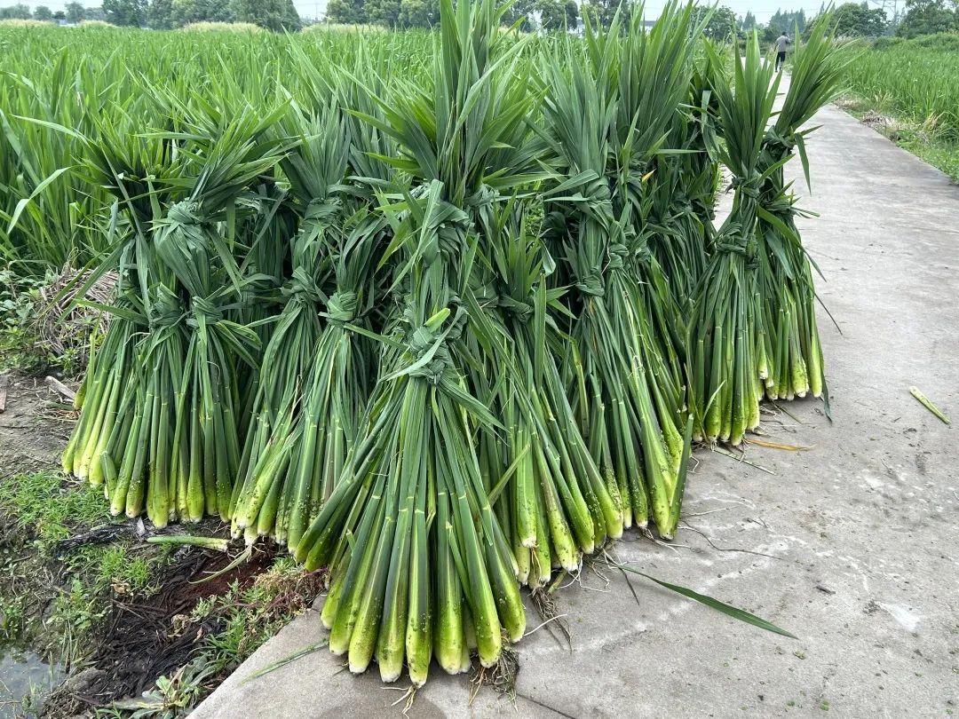 练塘头茬露天茭白上市茭关好吃