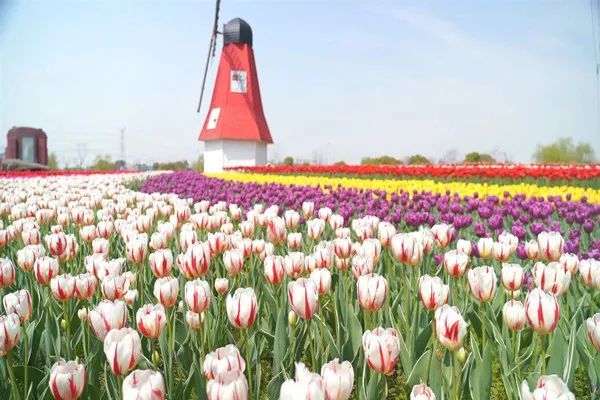 内含福利 沪郊4条乡村休闲旅游精品线路亮相上海旅游开云 开云体育官网产业博览会一起来乡村撒野吧(图6)
