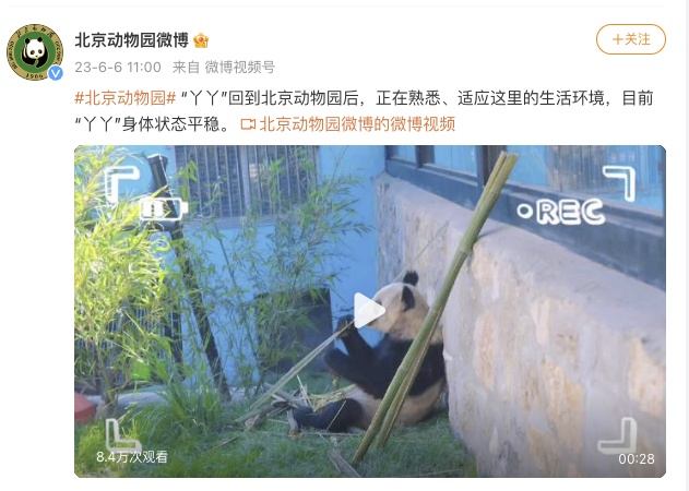 大魔术熊猫豆腐视频_熊猫丫丫回京视频_荷兰熊猫宝宝最新视频