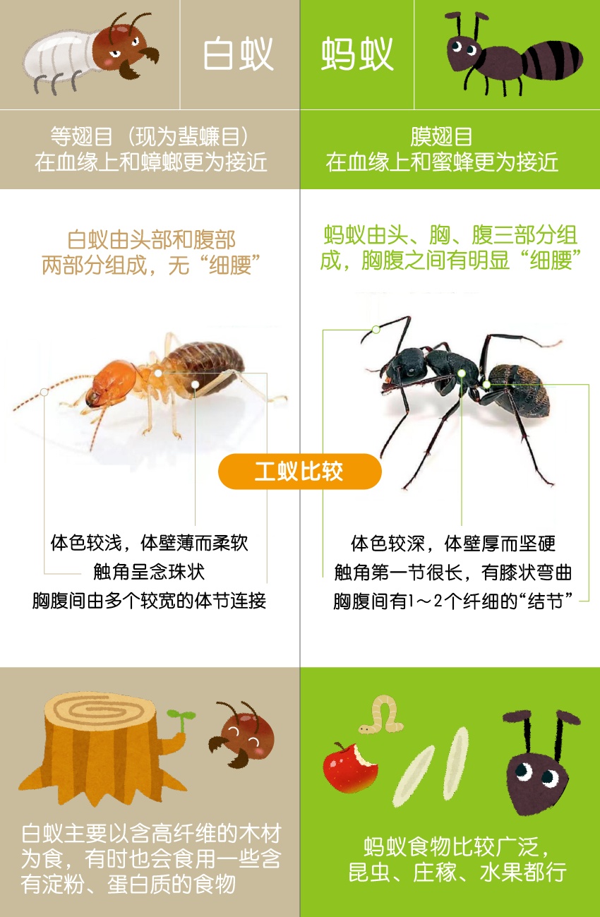 白蚁频繁出没怎么办？别慌，有办法！_上观新闻