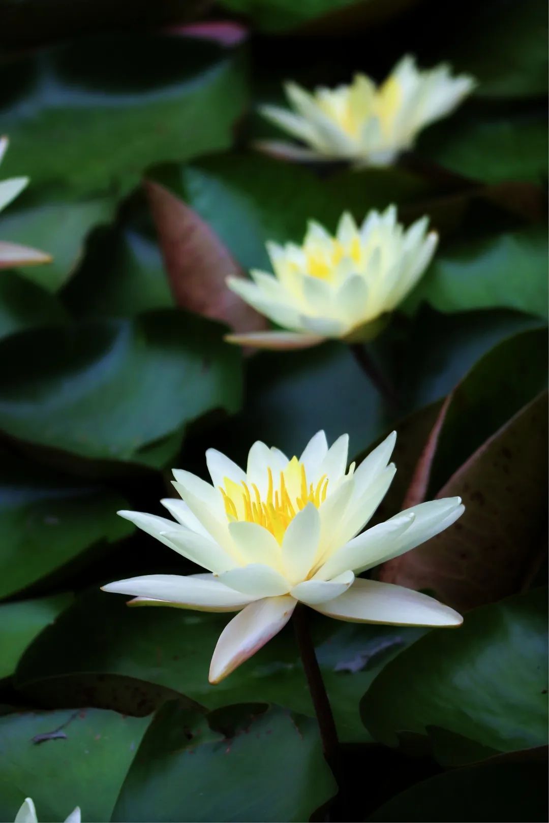 睡莲初"醒",杨浦可赏莲→