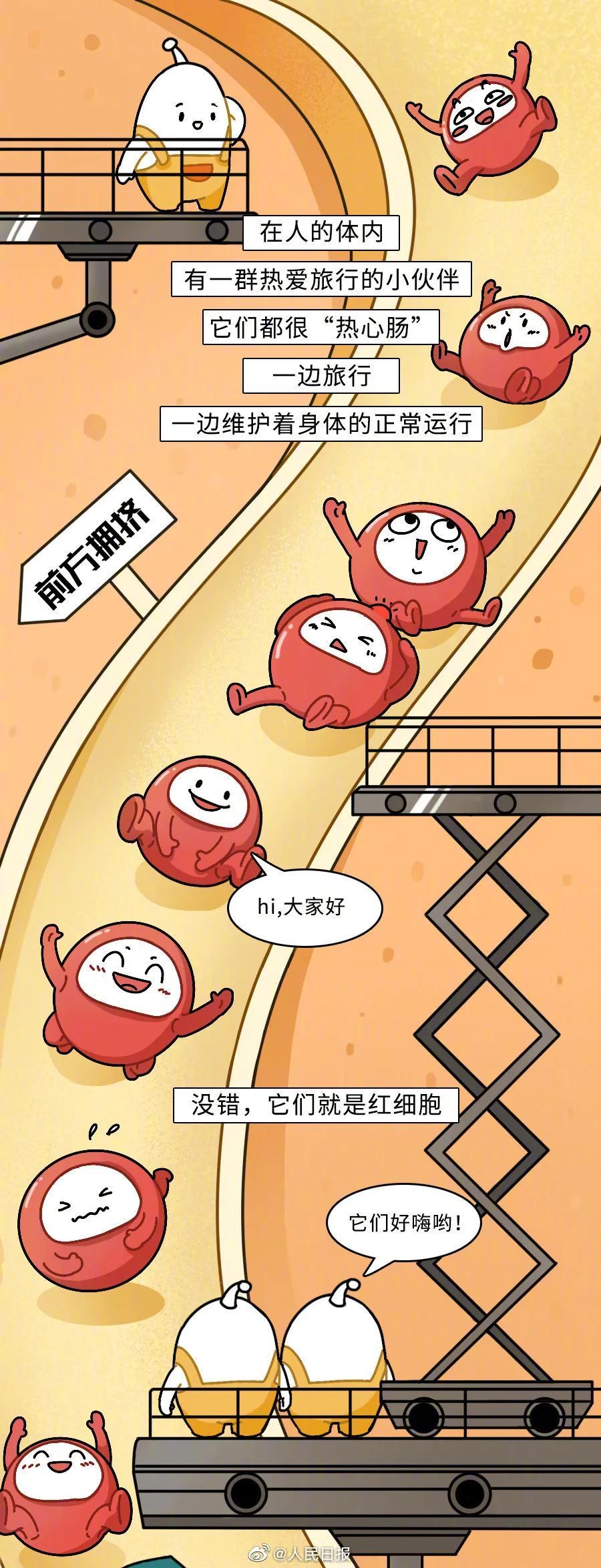 可爱!红细胞在人体的奇妙旅行_上观新闻