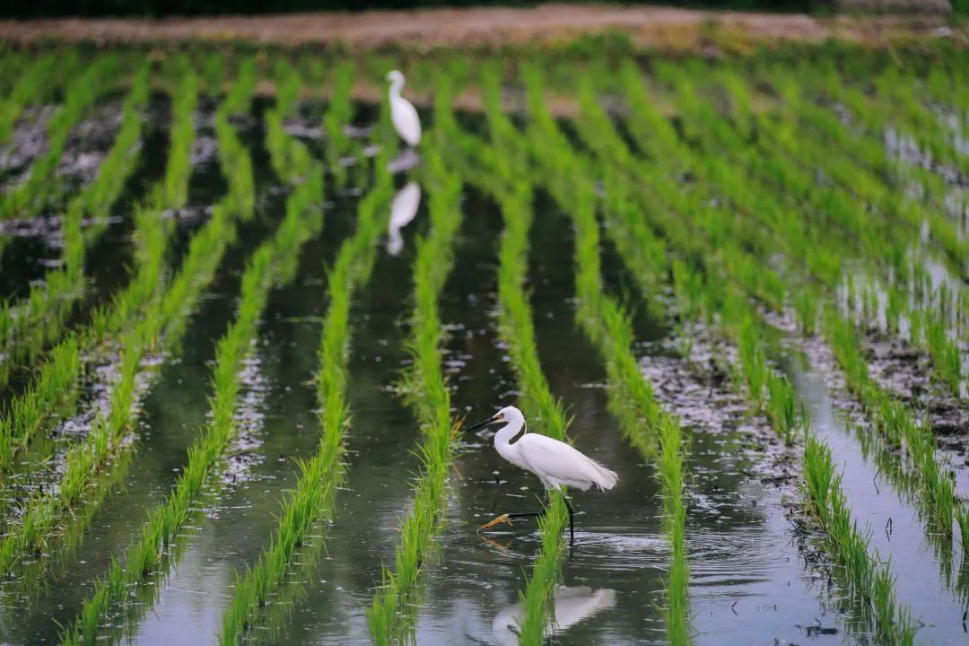 漠漠水田只有白鹭飞吗?千万别错过这个田间观鸟季!
