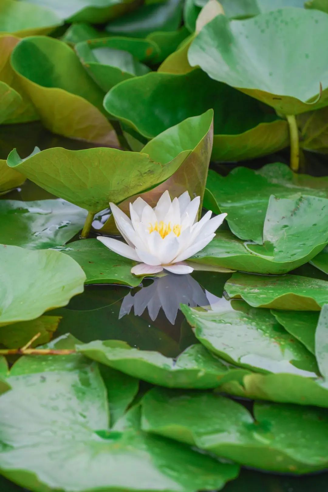 【分享】青浦和睦村大片睡莲绽放,多图带你看现场→