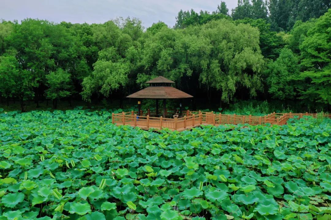 炎炎夏日去哪玩宝山顾村公园邀你共赏荷花