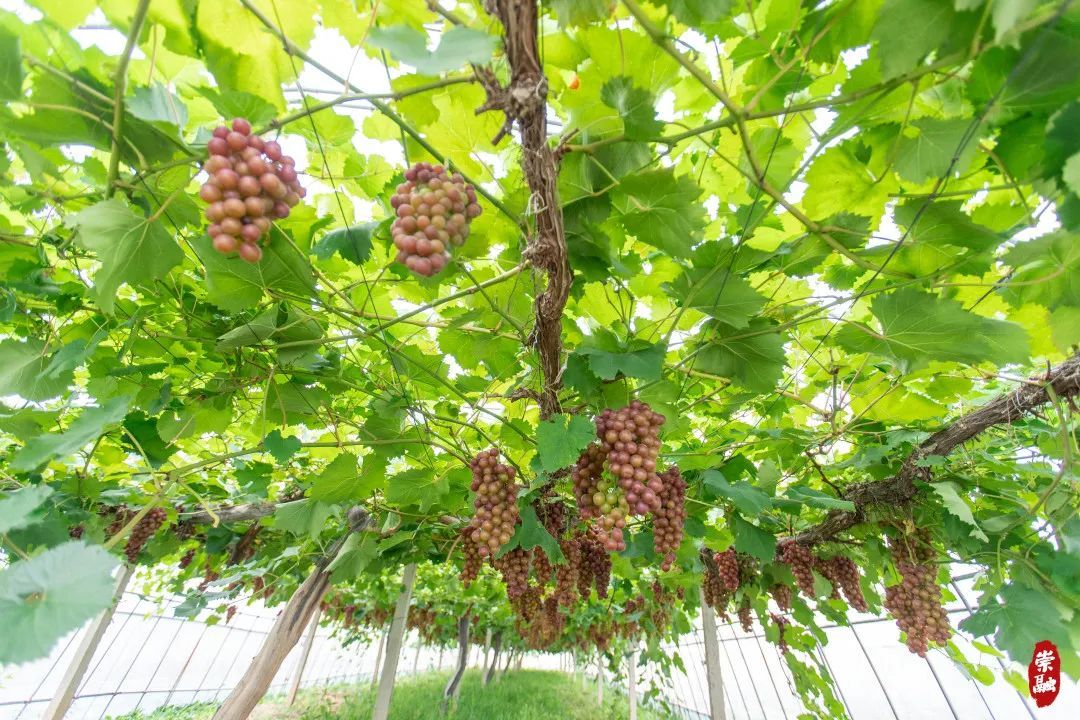 采摘观光住宿崇明这个果园里好吃又好玩