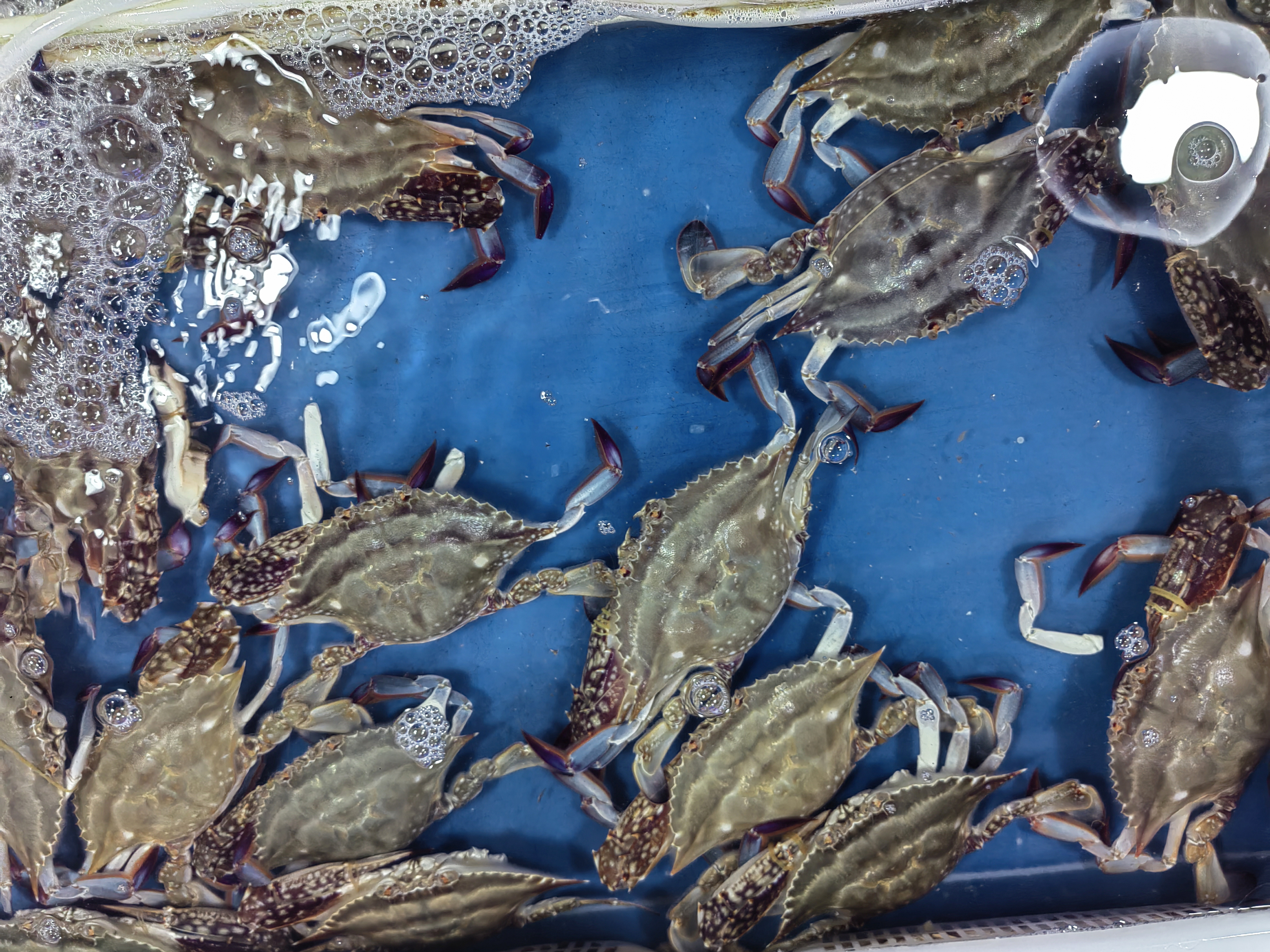 海捕梭子蟹上餐桌你尝鲜了吗