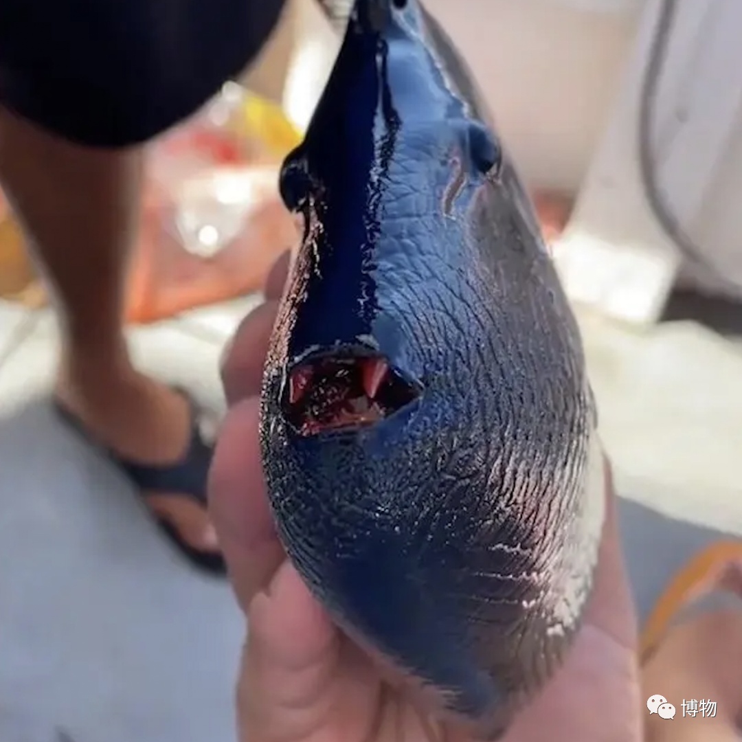 北海伤人事件幕后的真凶可能是谁