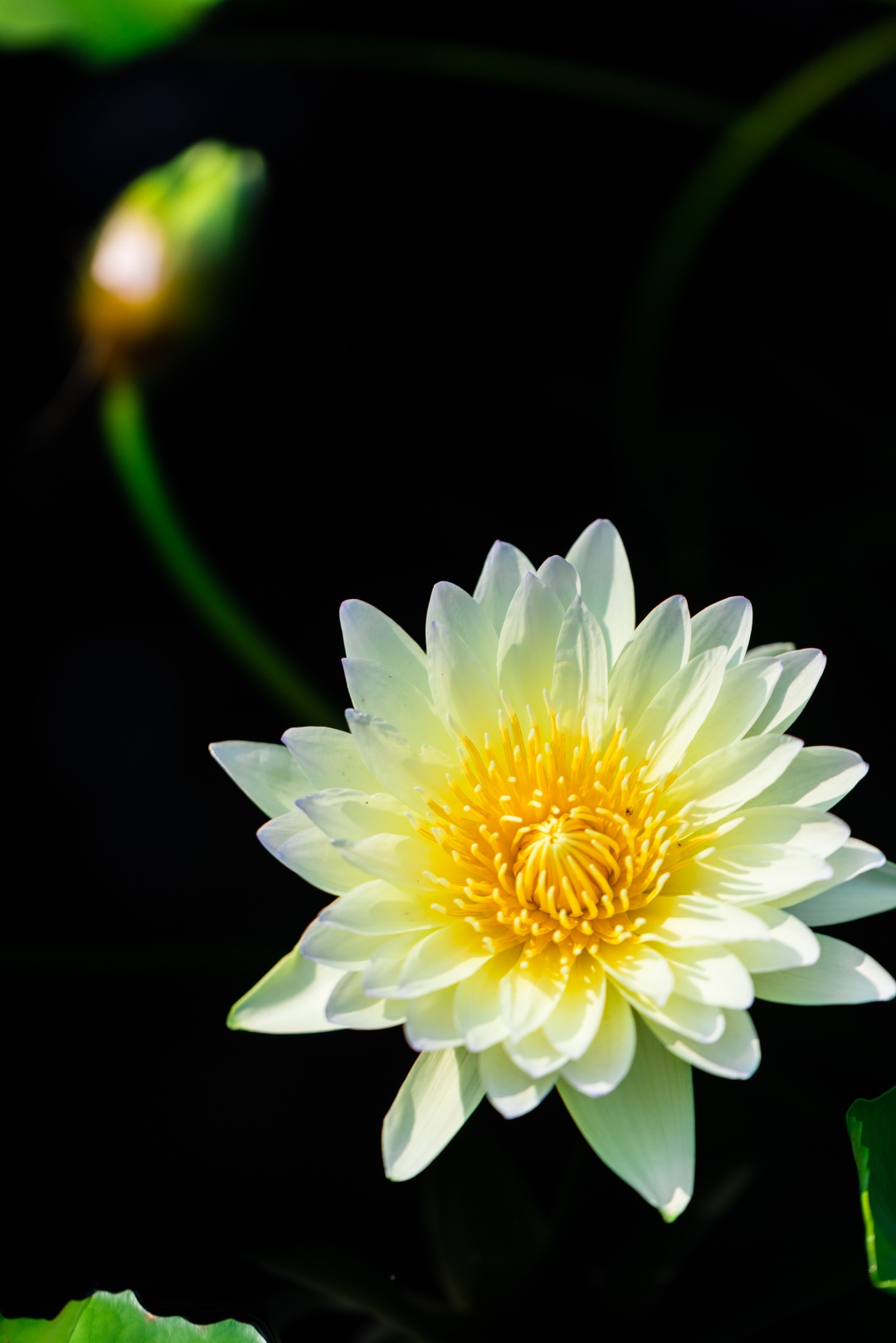 辰山睡莲唯美壁纸已上线快收藏