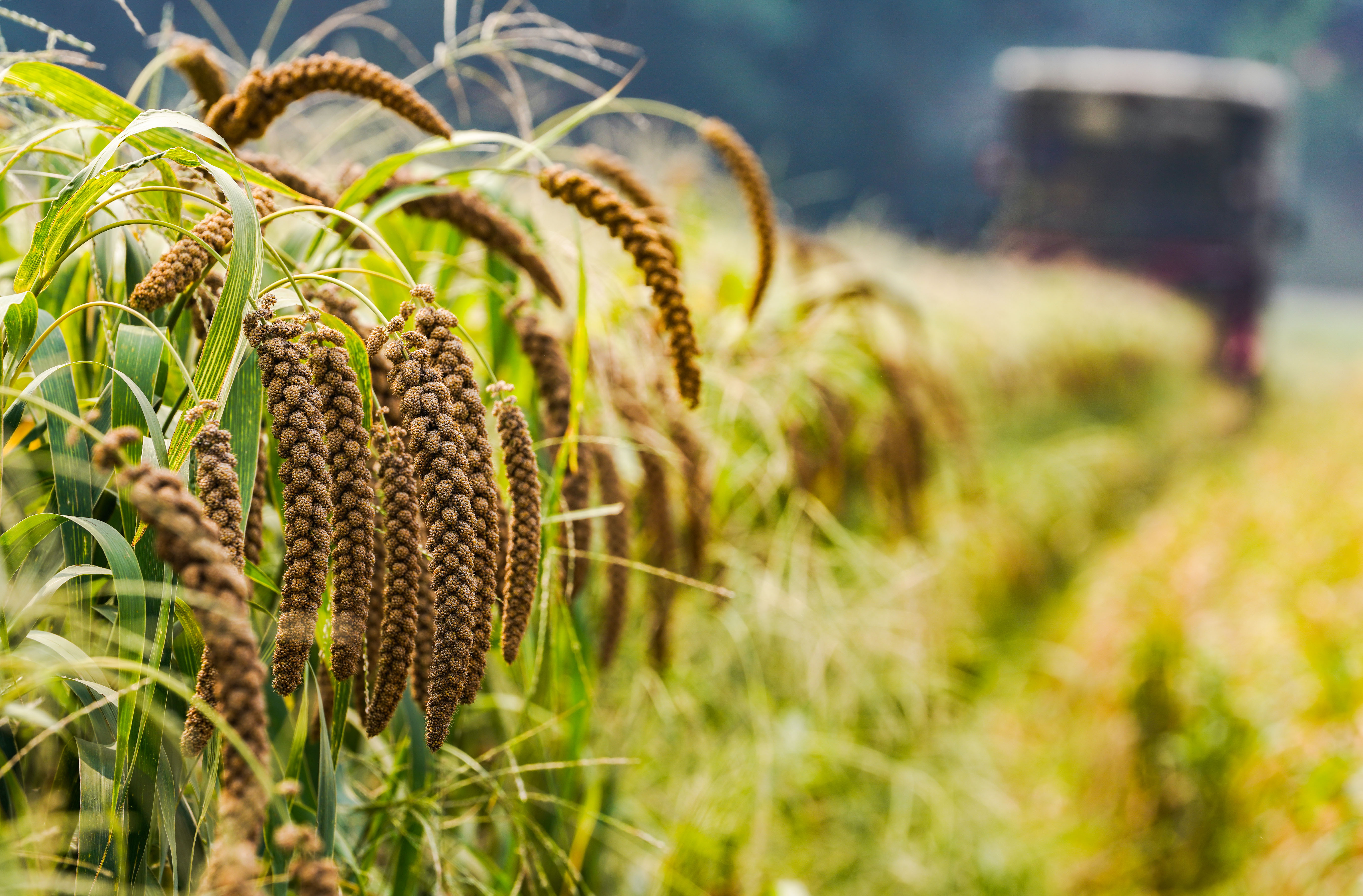 组图丨山东邹平:山地谷子获丰收