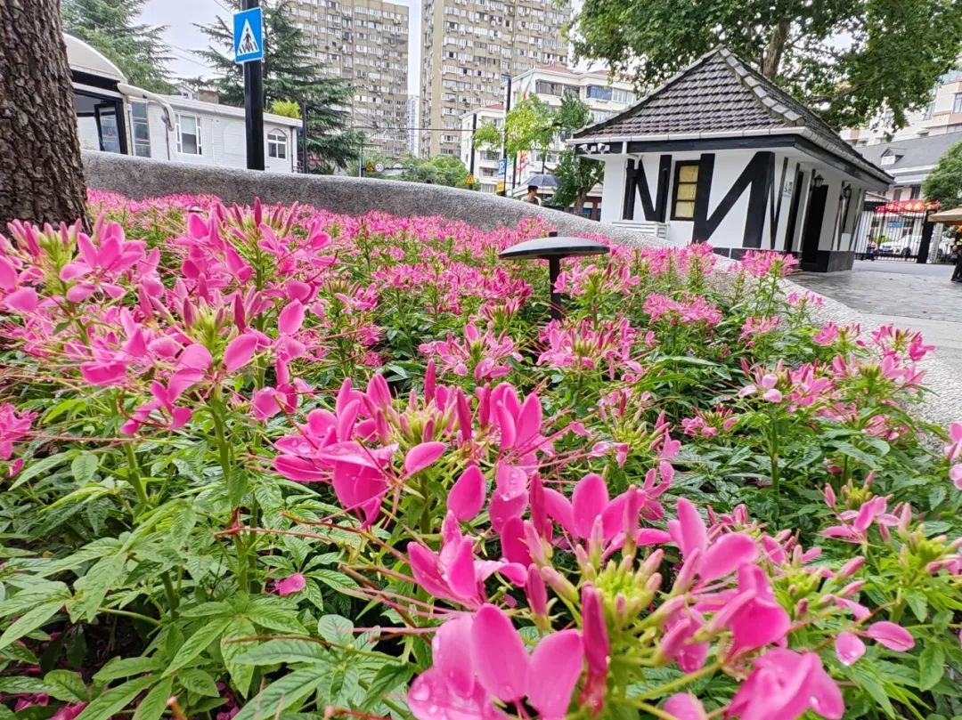 美翻啦快去中山公园这片蝴蝶花海打卡