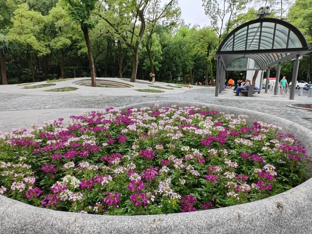 美翻啦快去中山公园这片蝴蝶花海打卡