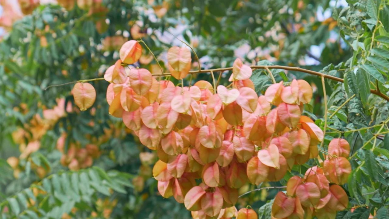 秋天专属"美拉德"!上海的第一棵栾树红了,美不胜收~_上观新闻