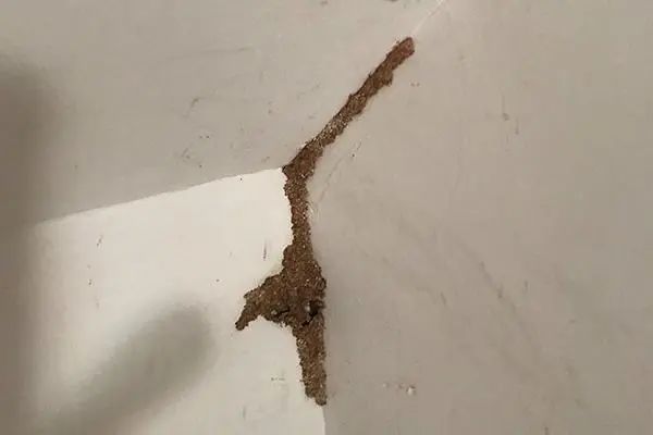 家中出现白蚁怎么办长宁这位老法师为你支招